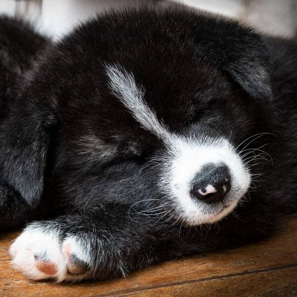 U’KUROSHINJU HIME GO