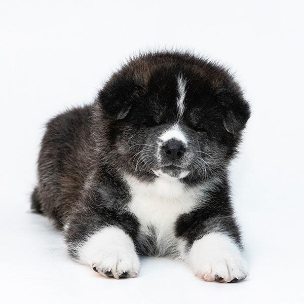 TANUKI NO PONPOKO GO